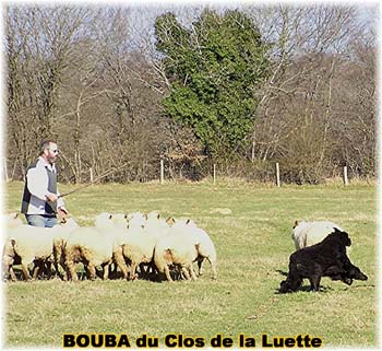 le bouvier des flandres et les moutons - Elevage du CLOS DE LA LUETTE - COPYRIGHT DEPOSE